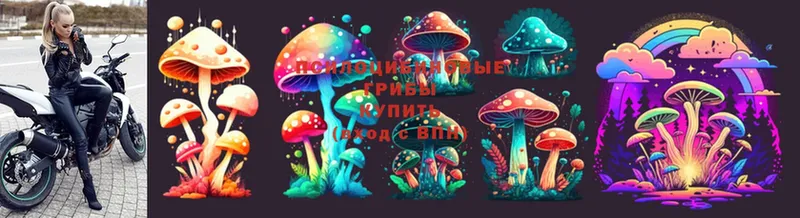 Псилоцибиновые грибы Cubensis  где купить наркоту  Сортавала 